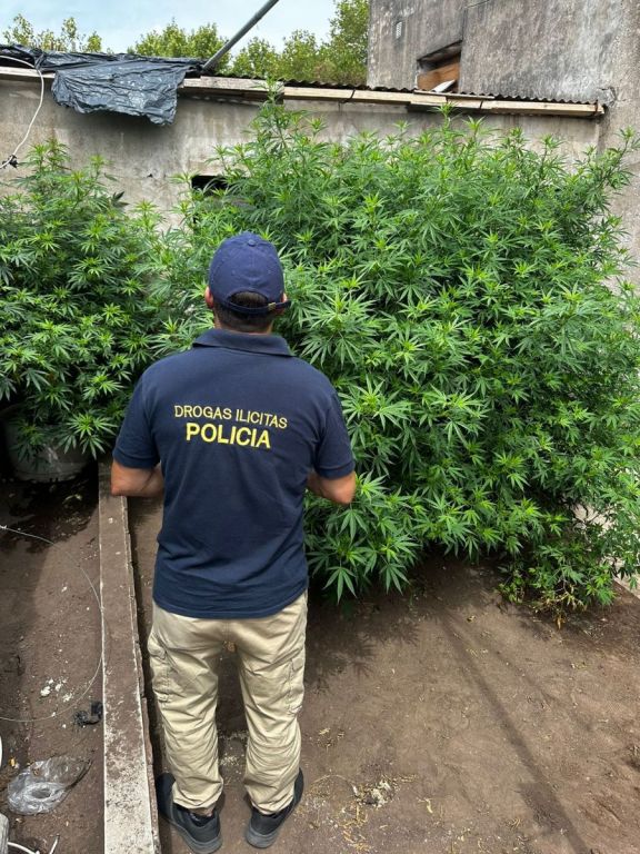 Secuestraron Plantas De Marihuana En Una Casa Un Joven De A Os