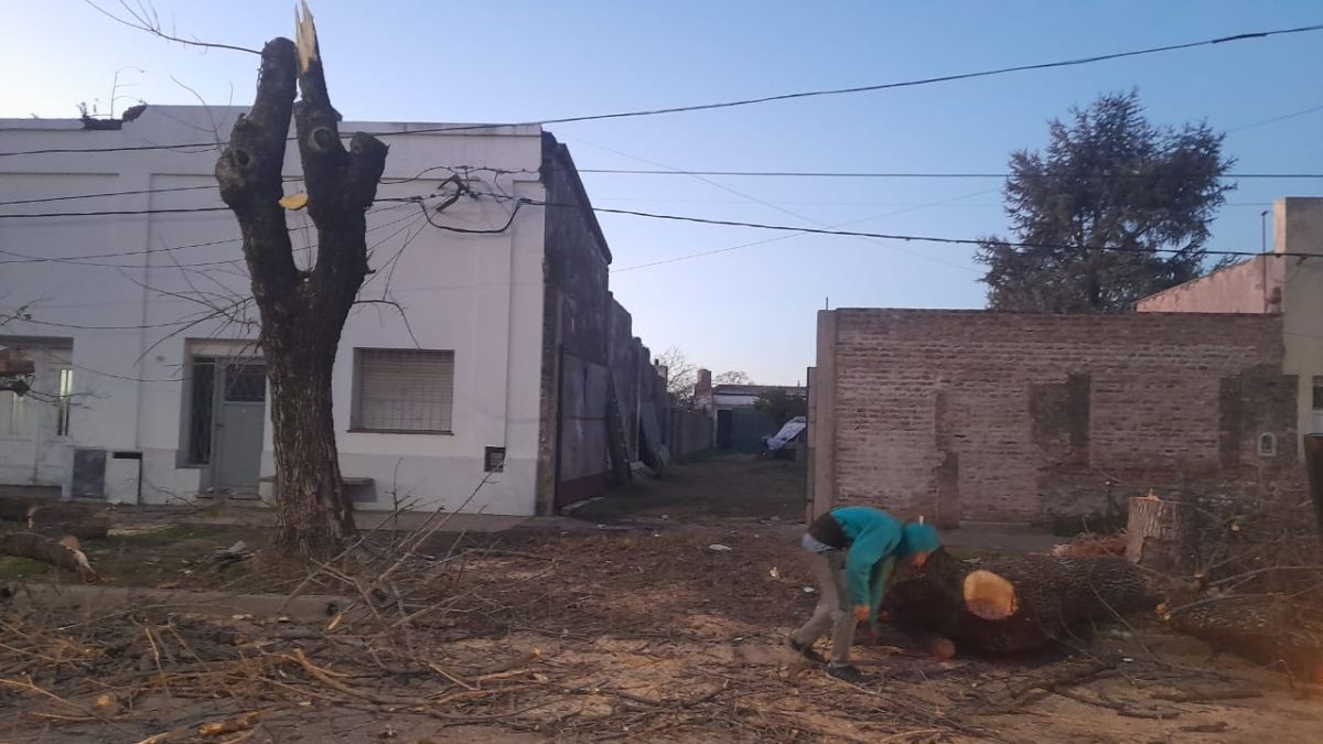 Daños por el desprendimiento de un árbol mientras lo podaba un vecino 