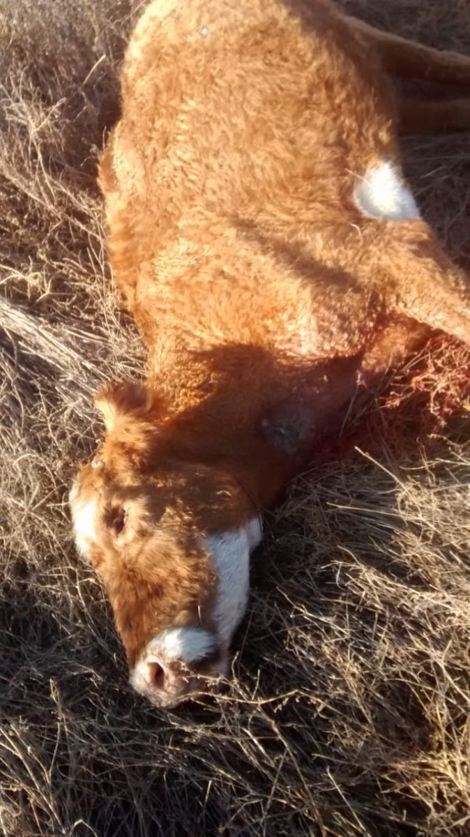 Delincuentes mataron y carnearon vacunos en un campo en Olascoaga 