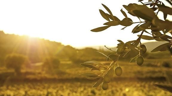 La familia Pissinis y Saccone emprenden "Finca La Luna"
