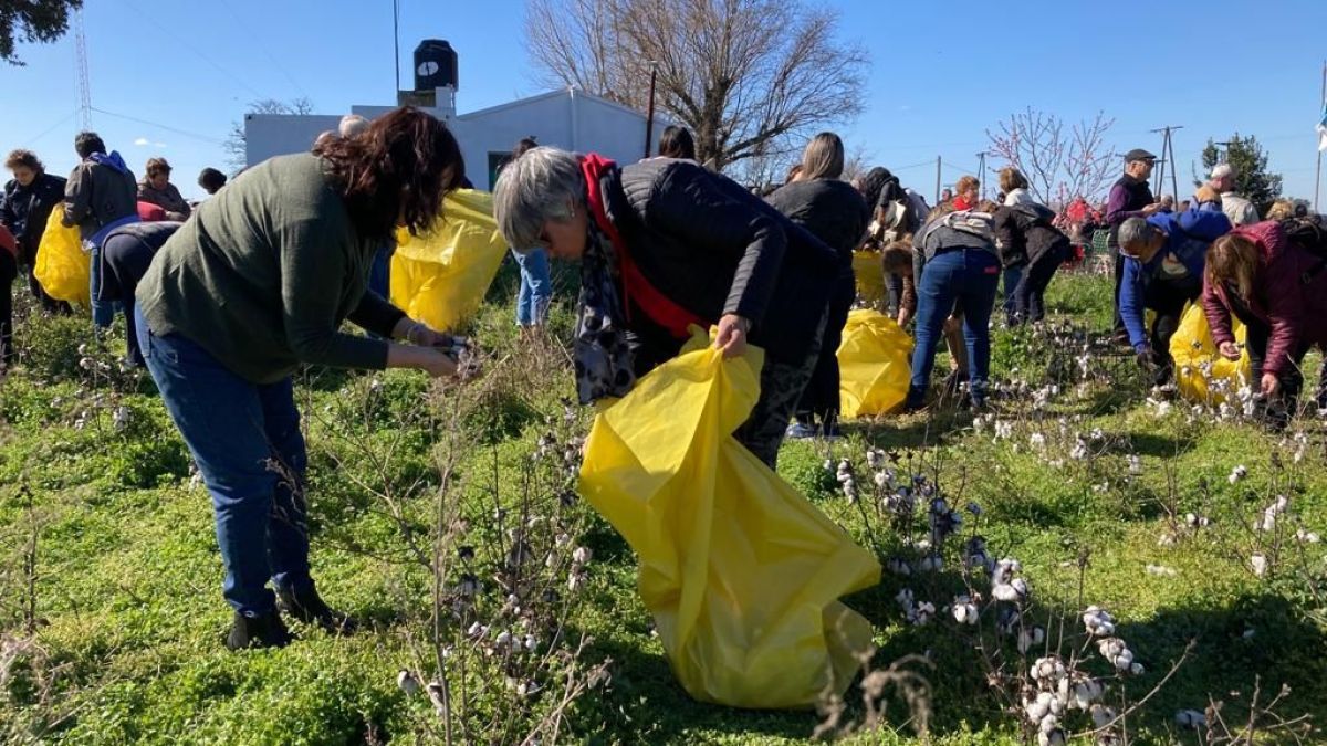 Fiesta del Algodón Bonaerense: una Jornada espléndida de cultura, agricultura y comunidad en Bragado