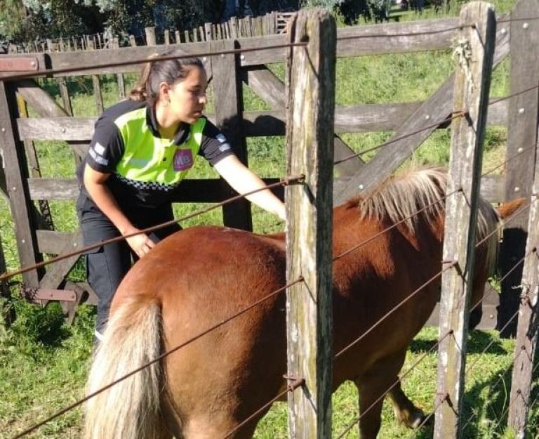 La Municipalidad realizó un operativo de inspección de caballos