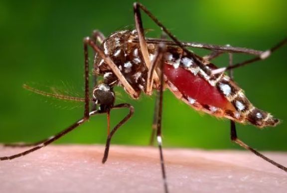 Confirmaron un caso positivo de Dengue en Bragado