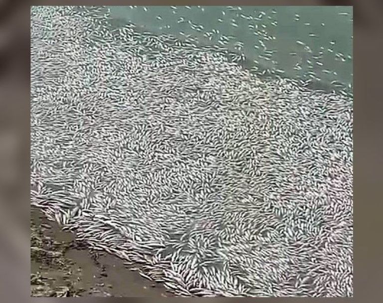 Gran mortandad de peces en la laguna: el Club San Ramón responsabilizó a toda la dirigencia política