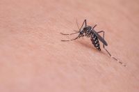 Se detectó el primer caso autóctono de dengue en Bragado 