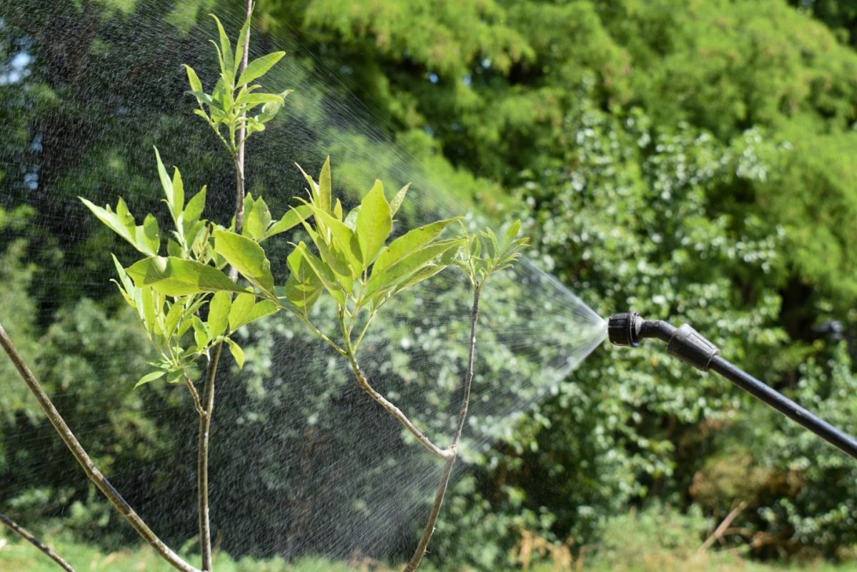 Continúan los trabajos de fumigación y mantenimiento del arbolado urbano