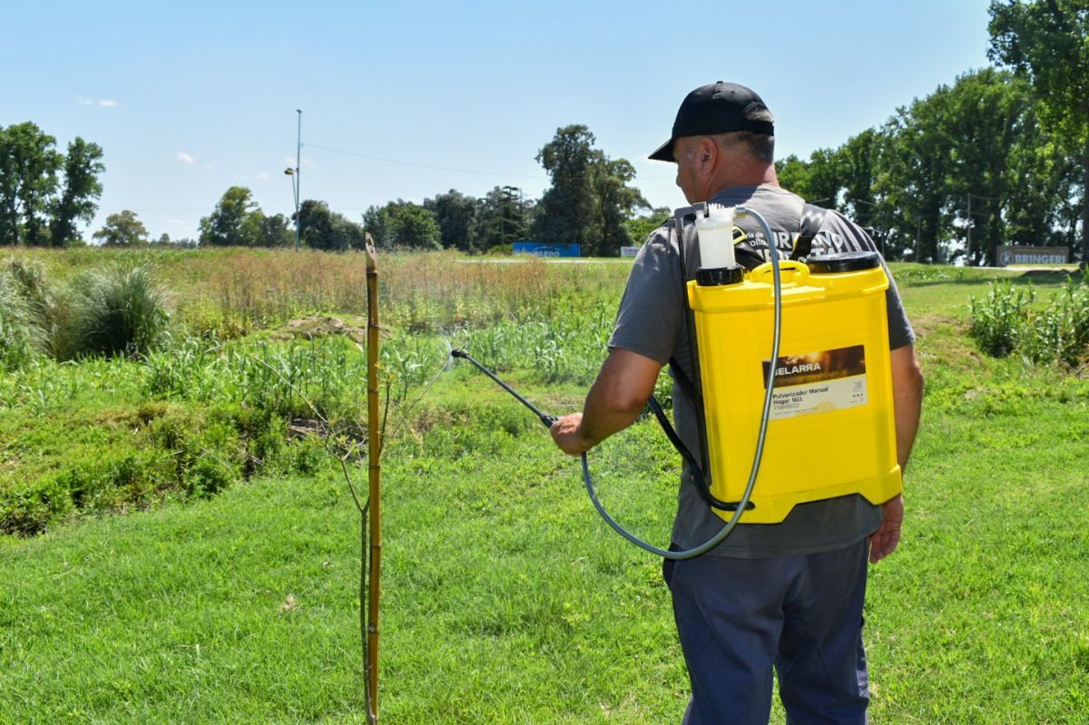 Continúan los trabajos de fumigación y mantenimiento del arbolado urbano