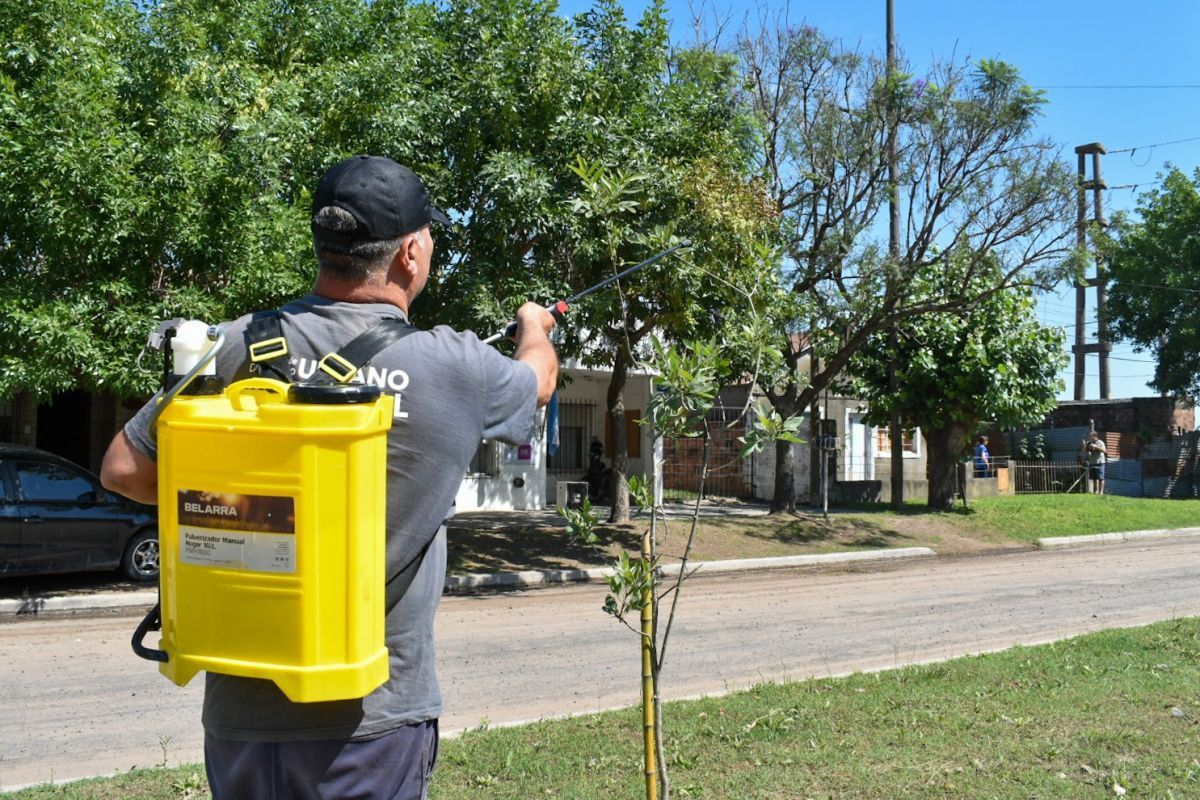 Continúan los trabajos de fumigación y mantenimiento del arbolado urbano