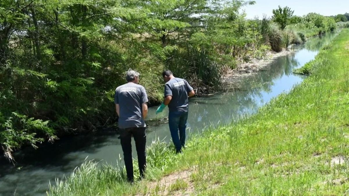 Control del barigüi: el Municipio realiza testeos y aplicaciones en puntos estratégicos