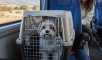 Viajar en tren con tu mascota ya es posible en más destinos