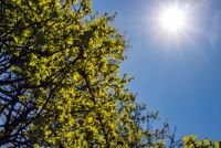 Entre algunas nubes y un radiante sol: así estará el fin de semana en Bragado