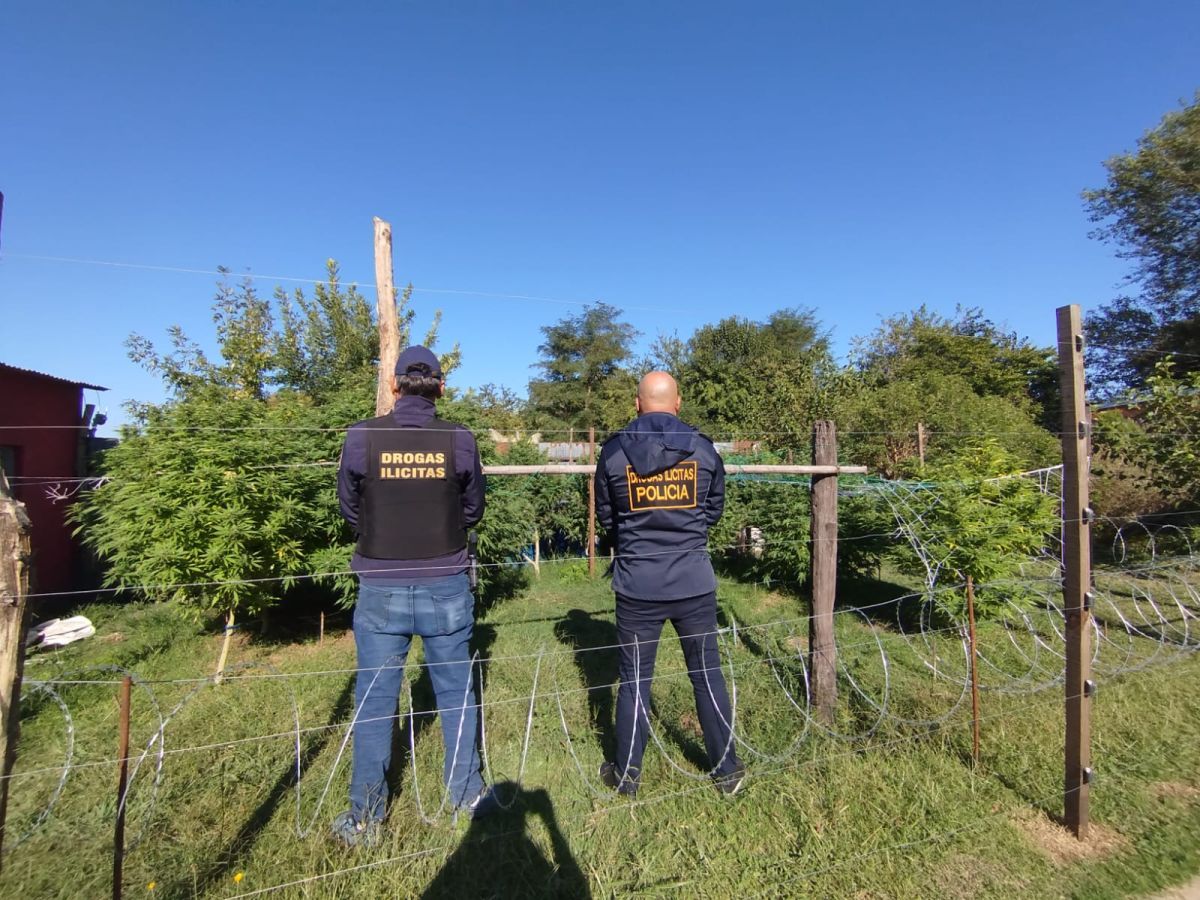 Allanamientos por droga en Mechita: secuestran más de 50 plantas de marihuana