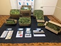 Allanamientos por droga en Mechita: secuestran más de 50 plantas de marihuana