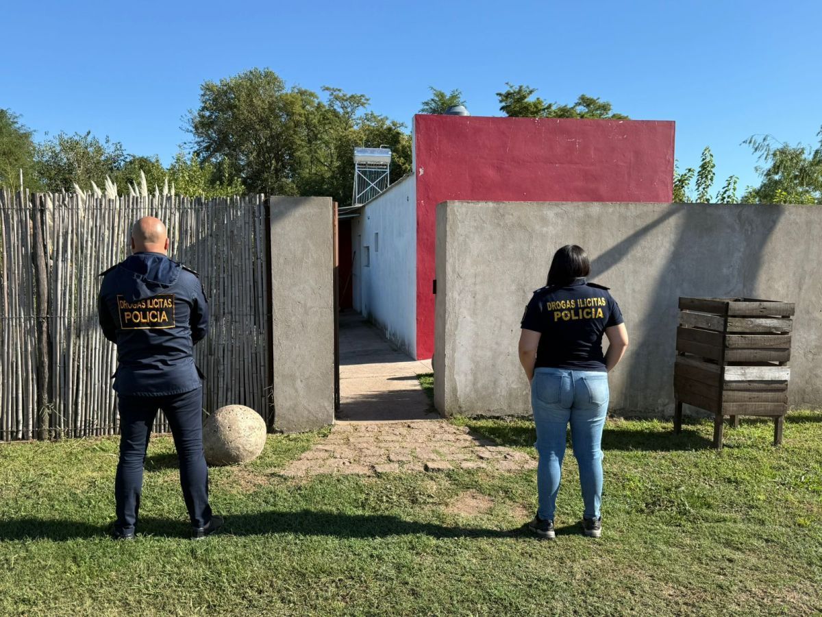Allanamientos por droga en Mechita: secuestran más de 50 plantas de marihuana