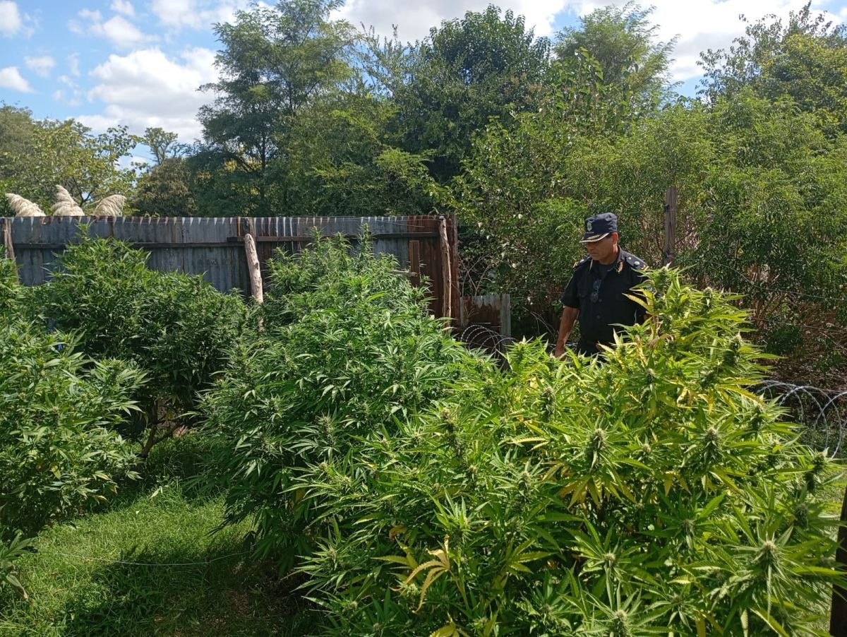 Allanamientos por droga en Mechita: secuestran más de 50 plantas de marihuana