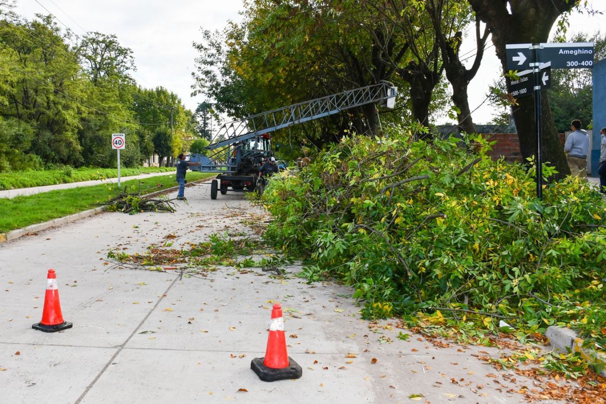 Nicolás Fernández anunció el inicio de la poda programada en la ciudad