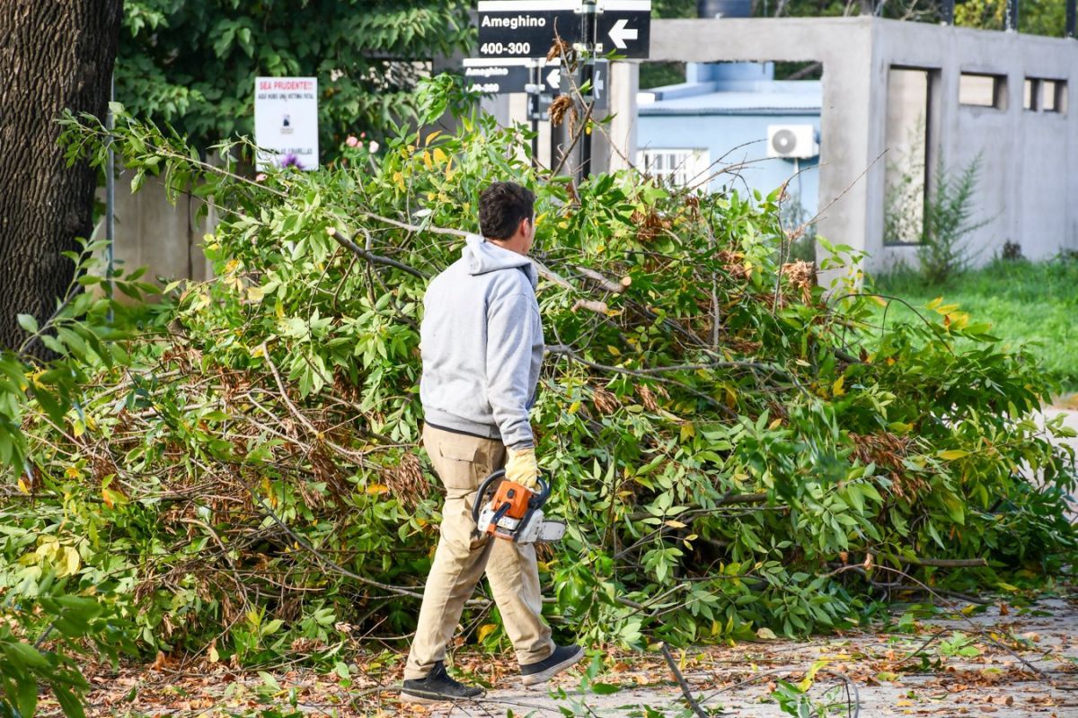 Nicolás Fernández anunció el inicio de la poda programada en la ciudad