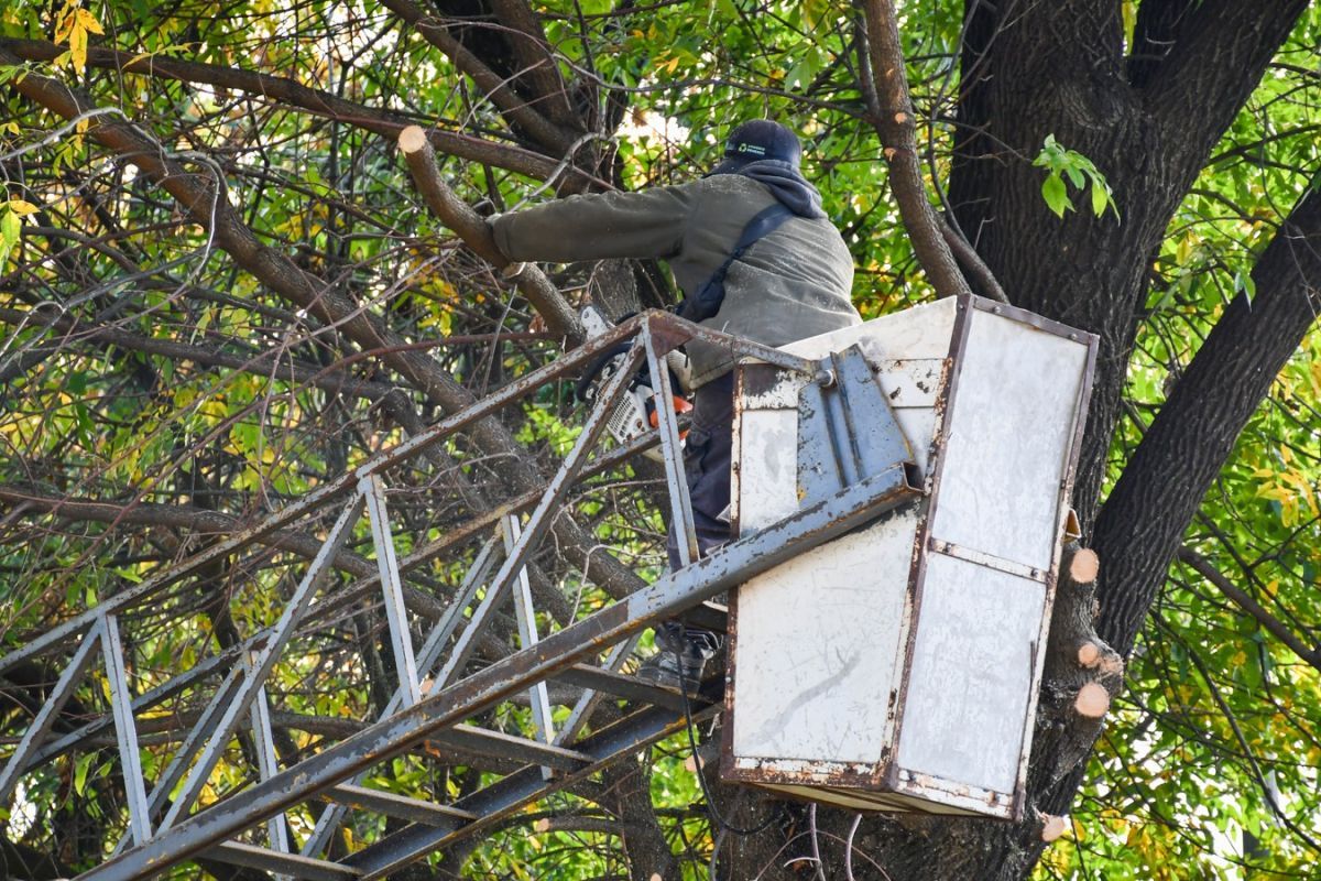 Nicolás Fernández anunció el inicio de la poda programada en la ciudad