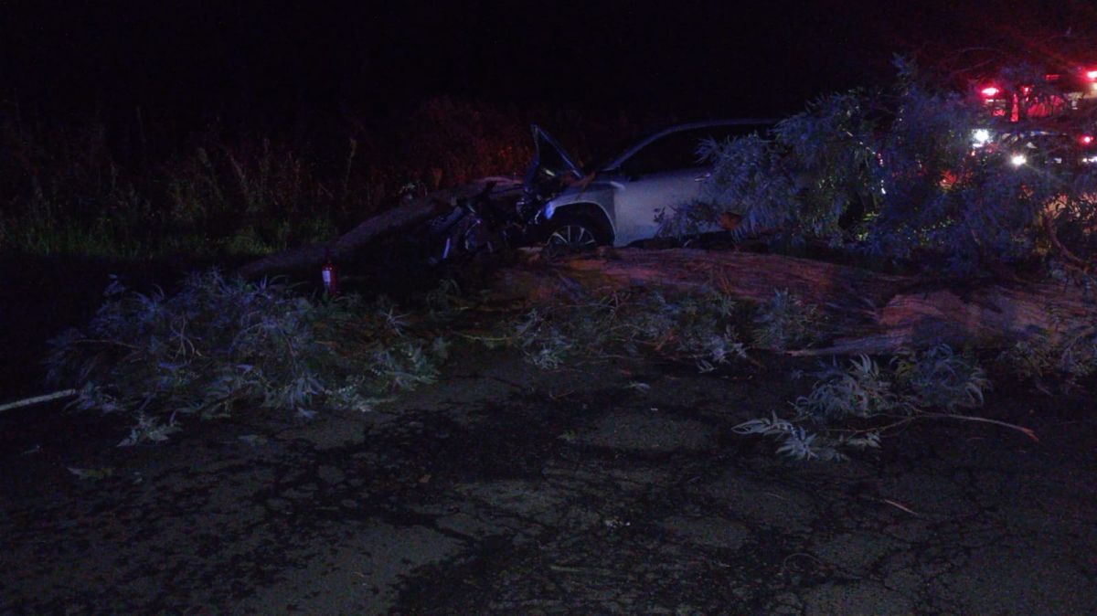 Cuatro heridos tras chocar contra un árbol caído en Ruta 46