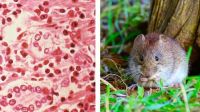 Confirman un caso de hantavirus en Chivilcoy en medio de un preocupante brote provincial