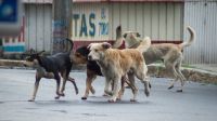 "La Bisagra": esta noche, el programa abordará la problemática de los animales comunitarios