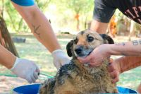 Animales en situación de calle: referentes políticos expusieron propuestas y cuestionamientos