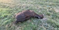 Un caballo falleció tras ser embestido por un camión en la Ruta Nº 5