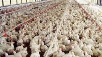 La caída de las ventas y  la importación golpean a la industria avícola
