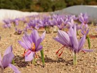 Cultivo de azafrán en Mechita