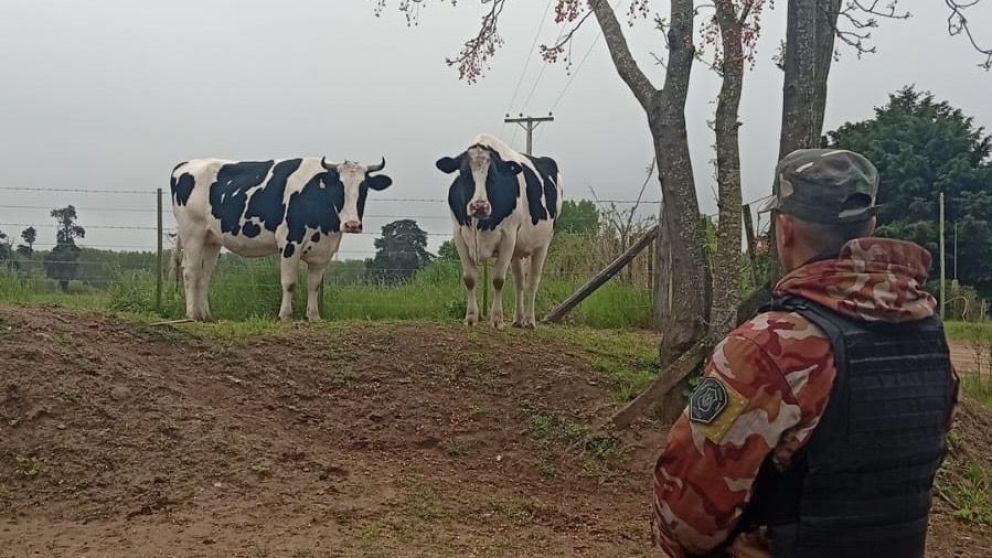 El CPR Bragado secuestró marihuana durante un control y halló una moto abandonada en la Ruta 46